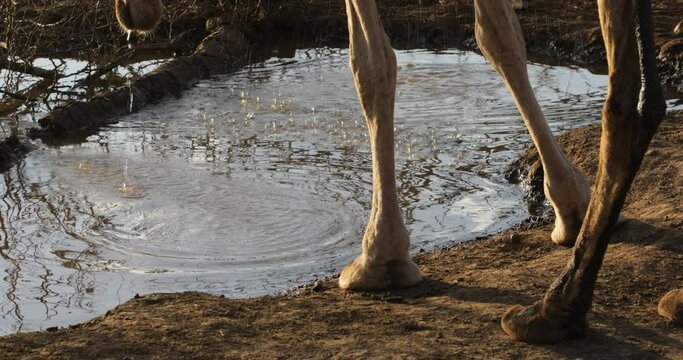 Camels drinking in a water reservoir Oromia Ethiopia
