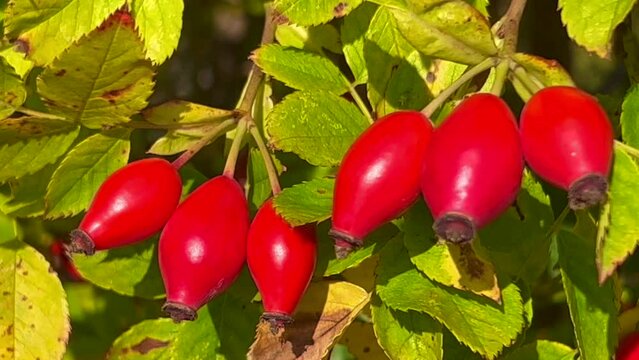 Red fruit of Rose hips (Rosa Rugusa) at autumn in Ystad, Scania, Sweden, Scandinavia, Europe