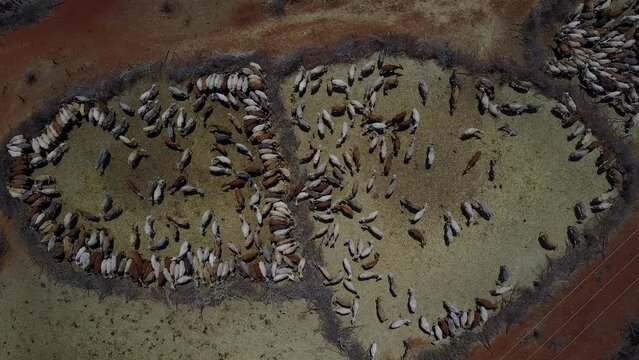 Aerial view of cows suffering from the drought in fences Oromia Ethiopia