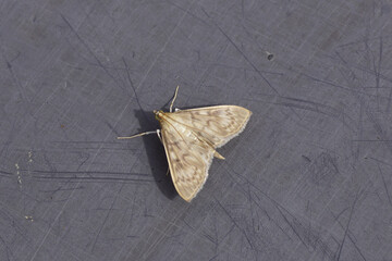 Closeup grass moth Mother of Pearl (Pleuroptya ruralis). Subfamily Pyraustinae, family Crambidae....