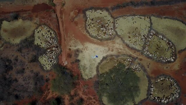 Aerial view of cows suffering from the drought in fences Oromia Ethiopia