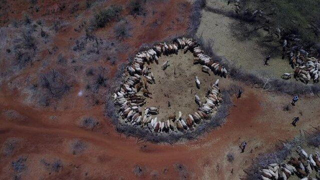Aerial view of cows suffering from the drought in fences Oromia Ethiopia