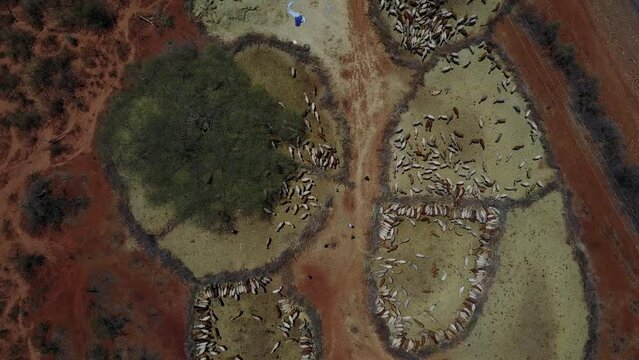 Aerial view of cows suffering from the drought in fences Oromia Ethiopia