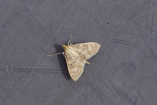 Closeup grass moth Mother of Pearl (Pleuroptya ruralis). Subfamily Pyraustinae, family Crambidae. On a gray, scratched, plastic tabletop. Summer, August, Netherlands.