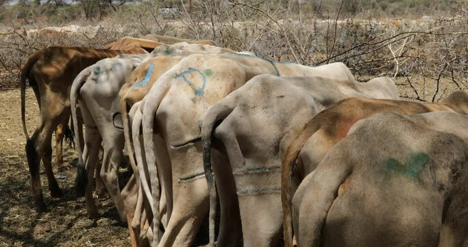 Cows suffering from the drought grouped in fences to be fed Oromia Ethiopia