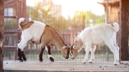 Little goats with multi-colored colors fools around on wooden bridge in fenced area in reserve....