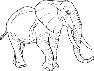 Hand Drawn Elephant Illustration Vector 