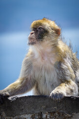 gibraltar monkeys on the top of the hill