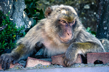 gibraltar monkeys on the top of the hill