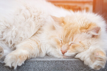 Fototapeta na wymiar Fluffy cat with red color sleeps on stone staircase. Animal recreation and daily sleep routine concept closeup. Harmless and cute pet, sunlight