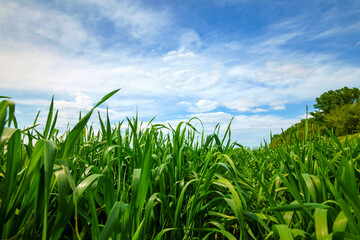 Obraz premium young green wheat sprouts agricultural field, bright spring landscape on a sunny day, blue sky as background