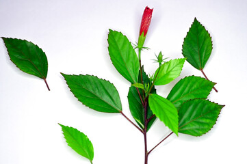 leaves isolated on white