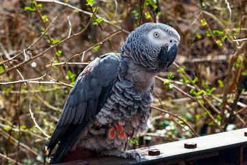 Portrait of a gray parrot close up. The background is blurred