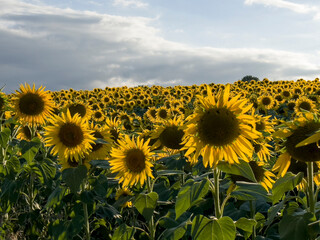 Sunflower Splendor: Maximizing Yields in Large Agricultural Areas