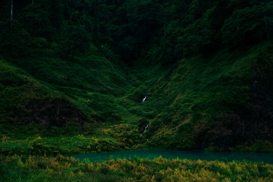 trees in the forest