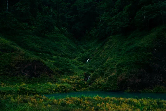 trees in the forest