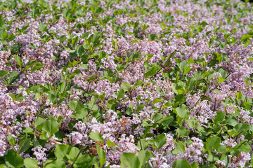 Syringa Meyeri Green Hedge Texture Background, Korean Lilac or Dwarf Lilac Flowers Pattern, Green Violet Plant