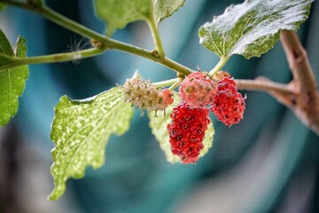 Mulberries in th garden. 