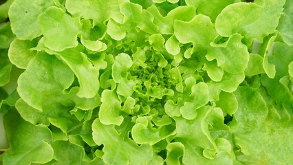 Green lettuce in the farm.