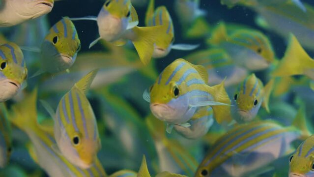 A school of Bluestripped snapper (Lutjanus kasmira) are swimming in a very colorfull coral Reef, Maldives, Indian ocean, Asia