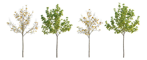 Set of 4 small and middle trees sycamore platanus maple street trees summer and autumn versions isolated png on a transparent background perfectly cutout