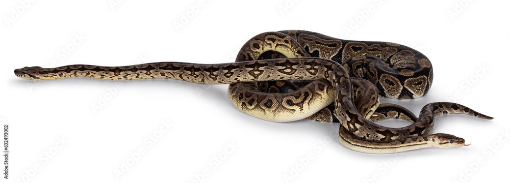 Leinwandbilder two morphs of ball python aka python regius, tangled up and living as friend. isolated on a white ba