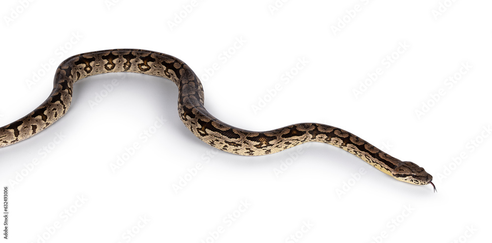 Poster full body shot of a boa snake in movement. isolated on a white background.