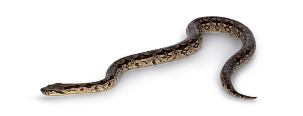 Full body shot of a Boa snake in movement. Isolated on a white background.