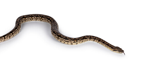 Full body shot of a Boa snake in movement. Isolated on a white background.