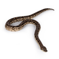 Full body shot of a Boa snake in movement. Isolated on a white background.