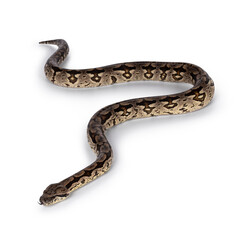 Full body shot of a Boa snake in movement. Isolated on a white background.