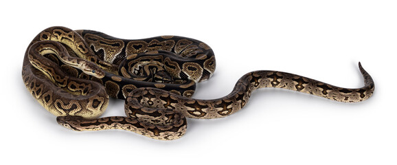 3 snakes; 2 Ball Python and a Boa, tangled up and living like friends. Isolated on a white background