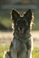 Backlit portrait of a mix breed dog