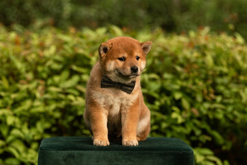 A Shiba Inu puppy with a brown bow tie sits on a green pouffe on a background of green bushes