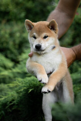 Naklejka na ściany i meble Cute shiba inu puppy on a green lawn in summer playing