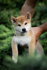 Cute shiba inu puppy on a green lawn in summer playing