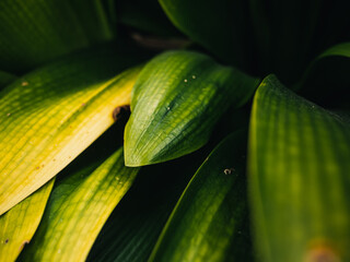 Plant leaves