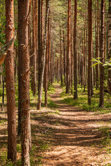 Pine forest in the summer. Forest landscape. Pine forest.
