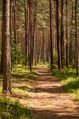 Pine forest in the summer. Forest landscape. Pine forest.