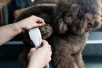 Woman trimming toy poodle with electric razor in grooming salon. 