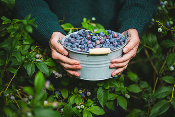 Freshly picked blueberries in a bucket held in hands