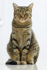 Tabby cat sits on the white floor.