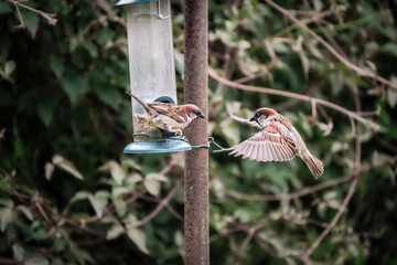 House Sparrows in the garden competing over the seeds in a hanging bird feeder. Some perched others mid flight.