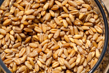 Wheat grain as background texture