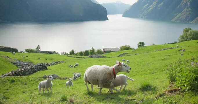 Curious mother sheep with juvenile lambs explore camera in Norway fjord valley