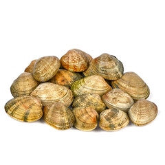 Vongole live on white background