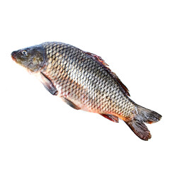 Carp on a white background