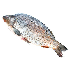 Carp on a white background