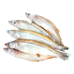 Smelt on a white background
