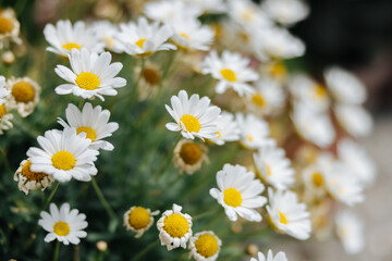 Beautiful daisies close-up in a plant pot